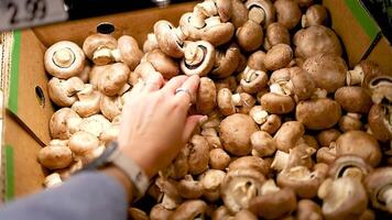 A hand selects and examines Cremini mushrooms in a well-lit supermarket setting, highlighting freshness and quality video