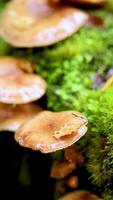 Close-up view of mushrooms and vibrant green moss in a forest. Soft lighting highlights the natural textures and colors video