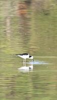 A black-winged stilt searches for food in calm waters, reflecting its elegant form in serene natural surroundings video