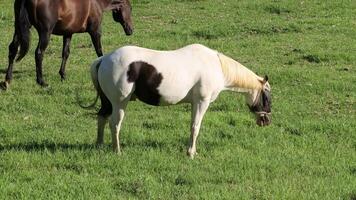 Several horses eating grass in a sunny field video