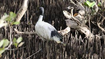 Ibis bird navigating through dense mangrove roots video