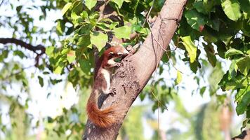 Squirrel climbing a tree in Ayutthaya, Thailand video