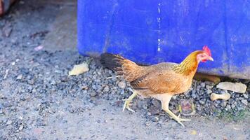 A chicken walks on gravel beside blue and red containers. Bright daylight highlights the scene's vibrant colors and textures video