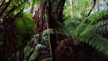 Lush greenery and towering trees in rainforest video
