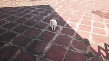 A cat walks across a sunlit courtyard video