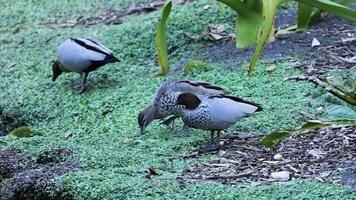 Ducks eating food together in a zoo video