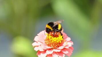 Bumblebee collecting nectar from pink zinnia flower video