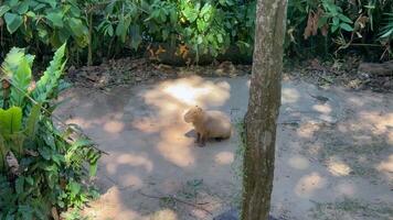 Capybara walking through a shaded zoo area video