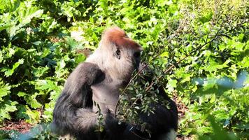 Gorilla eating leaves in a lush environment video