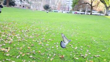 Pigeon takes flight in a leafy park video