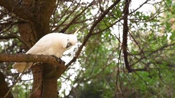 A cockatoo perched on a tree branch video