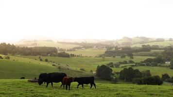 Cows moving and grazing in a green field video