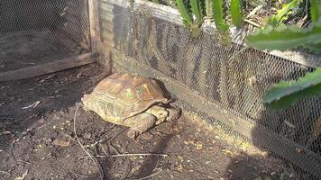 Tortoise exploring enclosure at floating market video