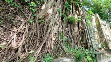 Banyan tree roots intertwine with stone wall video