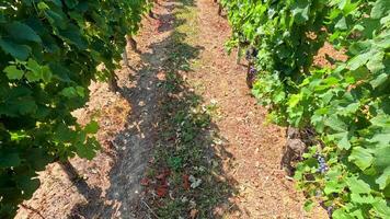 Lush vineyard with historic buildings in background video