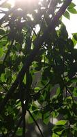Sunlight streams through lush green leaves, creating a serene and natural atmosphere in Gold Coast, Australia video