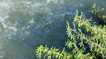 Vibrant green foliage overhangs a swiftly flowing body of water, captured in natural daylight video