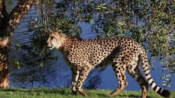 Cheetah walking near water at Australia Zoo video
