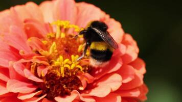 Bumblebee collecting nectar from zinnia flower video