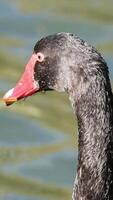 A black swan gracefully moves by a lake, captured in natural lighting with close-up focus video
