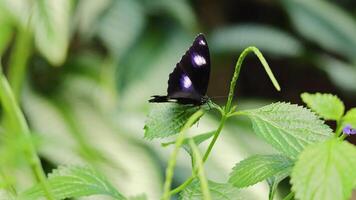 Two butterflies flutter gracefully among vibrant green leaves in a rainforest setting, captured in natural daylight with smooth camera movement video