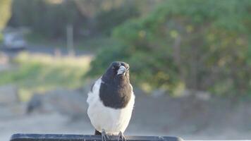 A magpie stands on a sign. The setting sun casts warm light, highlighting the bird's movements video