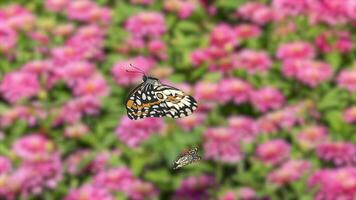 Butterflies gracefully flutter over a colorful garden, creating a lively and serene atmosphere with dynamic movement and vivid colors video