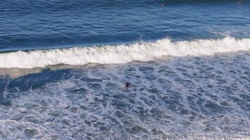 Surfers ride powerful waves under clear skies at Gold Coast, Australia. Dynamic ocean scene with vibrant blue and white contrasts video
