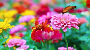 A butterfly flutters gracefully through colorful flowers, creating a lively and vivid garden scene with dynamic movement video