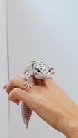 A leopard gecko rests on a hand in a bright, minimalist environment with soft lighting and a calm atmosphere video
