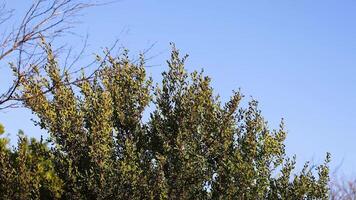 Dodonaea viscosa tree sways gently in the breeze under clear blue skies in Bellarine, Victoria, Australia video