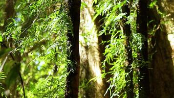 Vibrant greenery and sunlight filtering through trees in Dorrigo's forest, creating a serene and natural atmosphere video