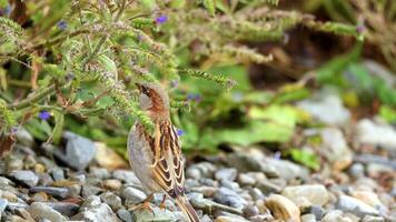 A sparrow explores a rocky lakeside environment, pecking at foliage under natural daylight at Lake Tekapo, New Zealand video