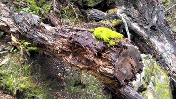 Close-up of vibrant moss on a fallen log in a lush forest setting. Natural lighting highlights the textures and colors video