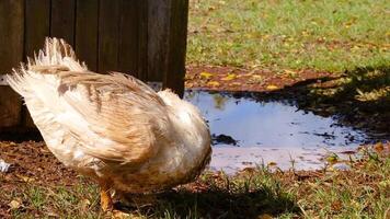 A chicken walks leisurely near a puddle on a sunny day in Byron Bay, showcasing natural behavior in a farm setting video