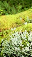 Close-up view of vibrant moss and lichen in a forest setting, showcasing rich textures and natural colors video