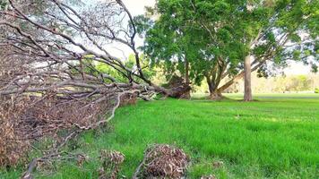 A fallen tree rests on vibrant green grass under bright daylight in a serene park setting video