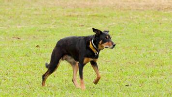 An Australian cattle dog skillfully herds on a grassy field in Port Douglas, Queensland. Natural lighting highlights the dog's focused movements video