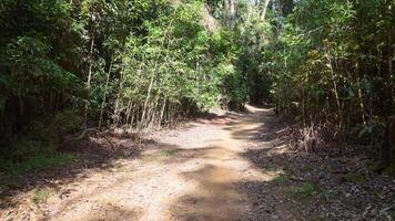 Aerial view of a winding path through dense rainforest, showcasing vibrant greenery and natural light video