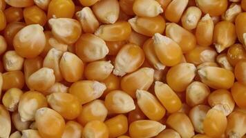 A detailed 22-second showing popcorn kernels spinning in close-up under bright lighting video