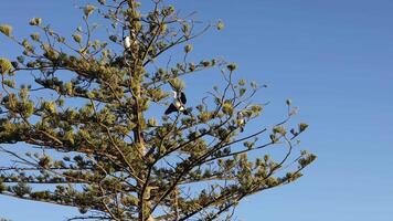 Cormorants rest on a pine tree against a clear blue sky during sunset, creating a serene and natural scene video