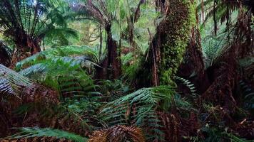 Lush greenery and towering trees video