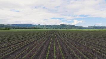 Expansive sugar cane fields under a clear sky video