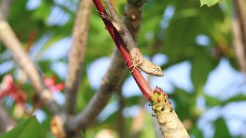 Lizard ascending diagonally on a blooming branch video