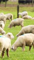 Devon Closewool sheep graze peacefully in a lush, green pasture under soft, natural lighting in Wanaka, New Zealand video