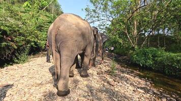 A herd of elephants strolling by a stream video