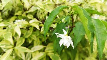 Princess Earrings or Wrightia religiosa, also known as Water Jasmine or Forest Jasmine in Indonesia. photo