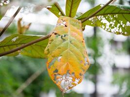 Decaying leaf close-up urban greenery nature outdoor macro perspective life cycle insights photo