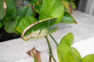 Caring for indoor plants pothos leaf care home gardening tips bright environment close-up view plant health photo