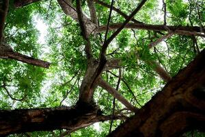 Exploring nature's canopy a unique perspective of trees forest greenery upward view serenity photo